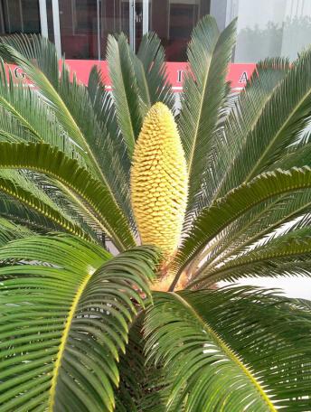 力久電機(jī)鐵樹開花 力久電機(jī)鐵樹開花